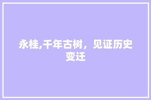 永桂,千年古树，见证历史变迁