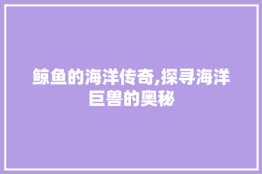 鲸鱼的海洋传奇,探寻海洋巨兽的奥秘