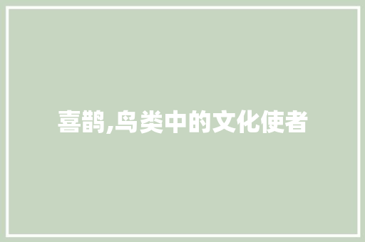 喜鹊,鸟类中的文化使者